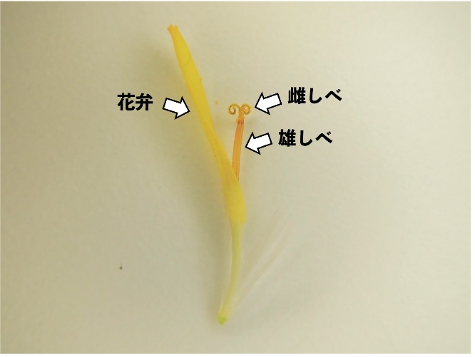 15分で自然観察 花粉から見る植物たちの生存戦略 浜松科学館