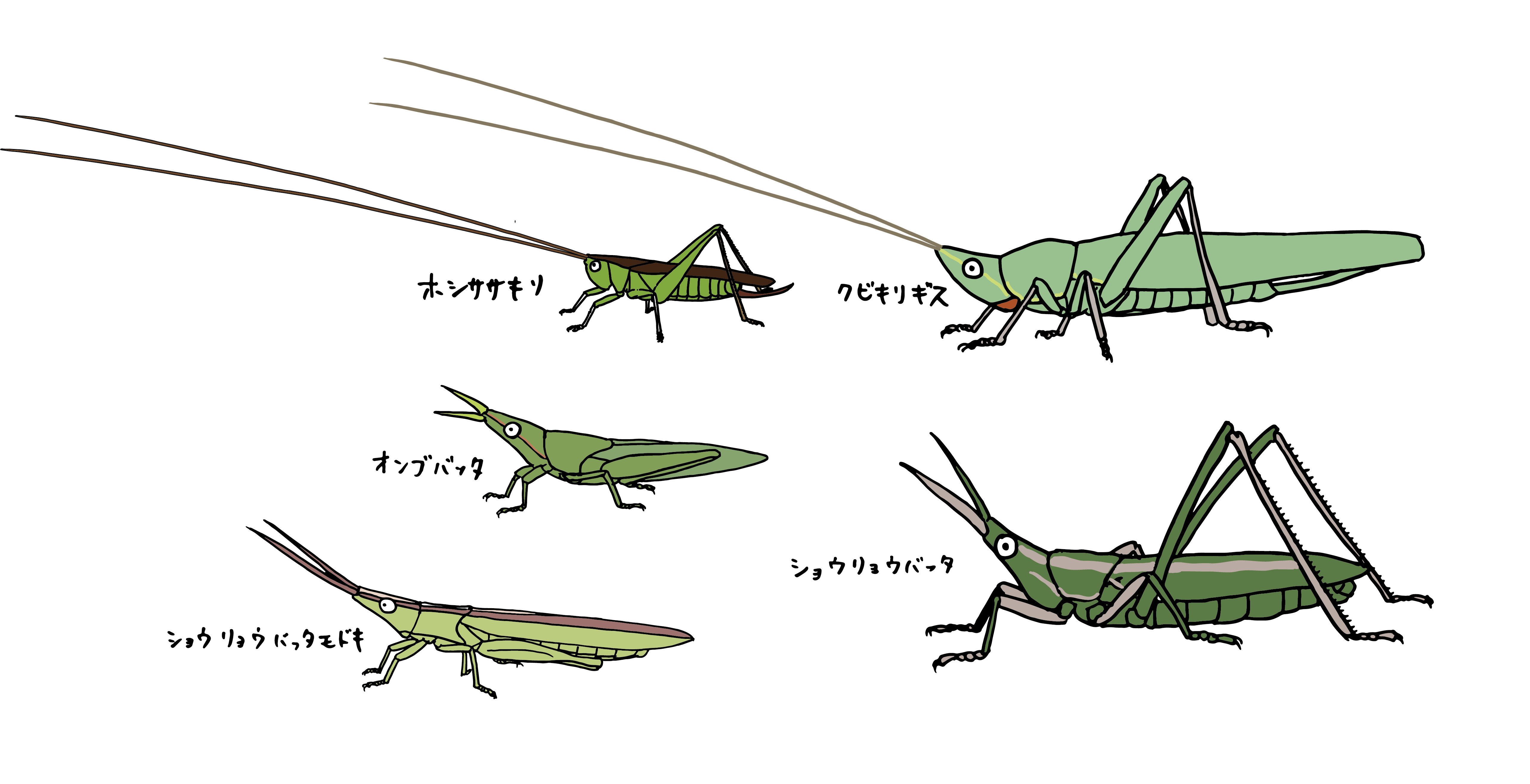 キリギリスとバッタの違いは 触角の長さ と 耳の位置 浜松科学館