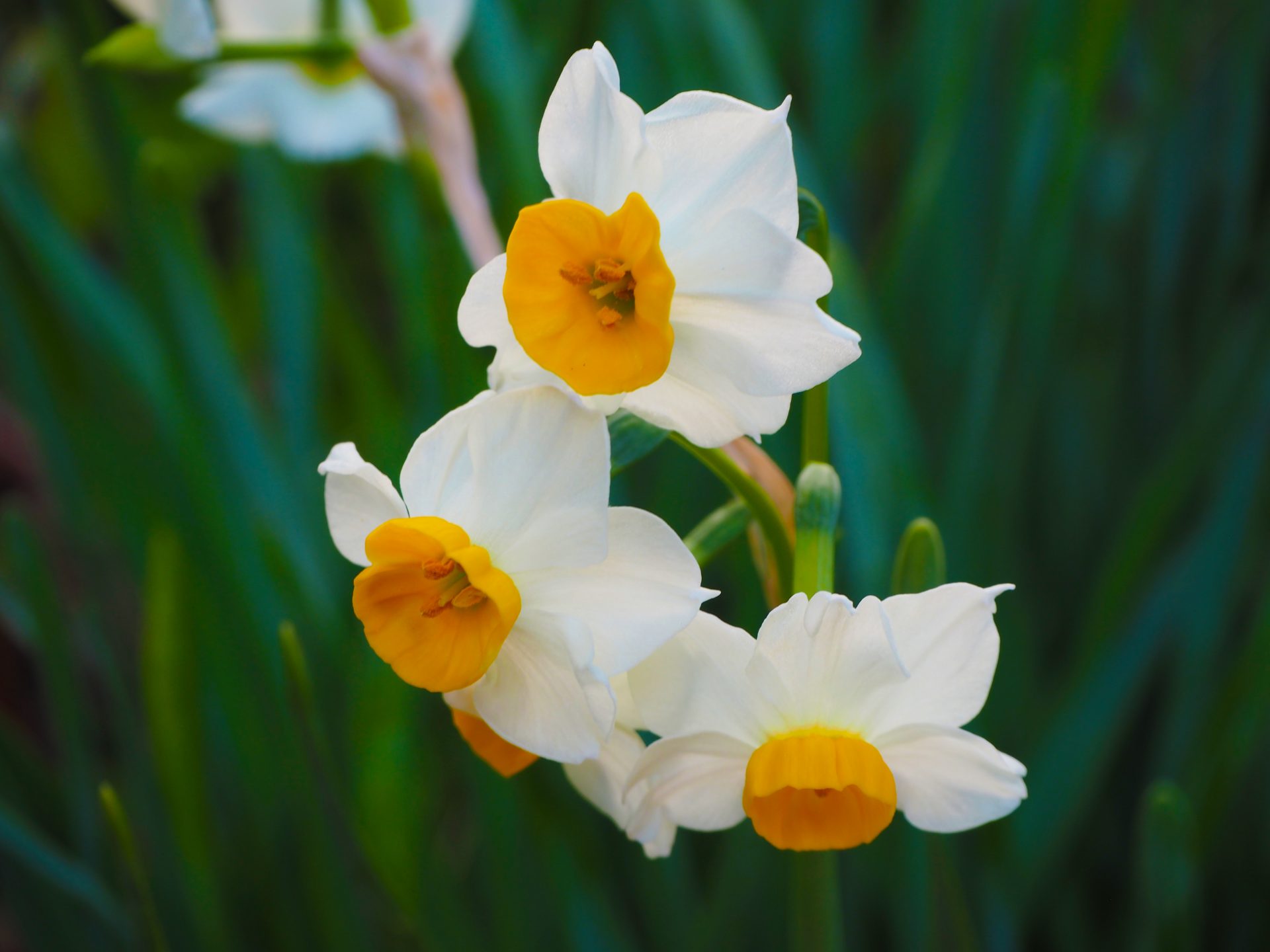 ▲水仙。花が下を向いて咲く姿が、美青年ナルキッソスの様子に似ている。