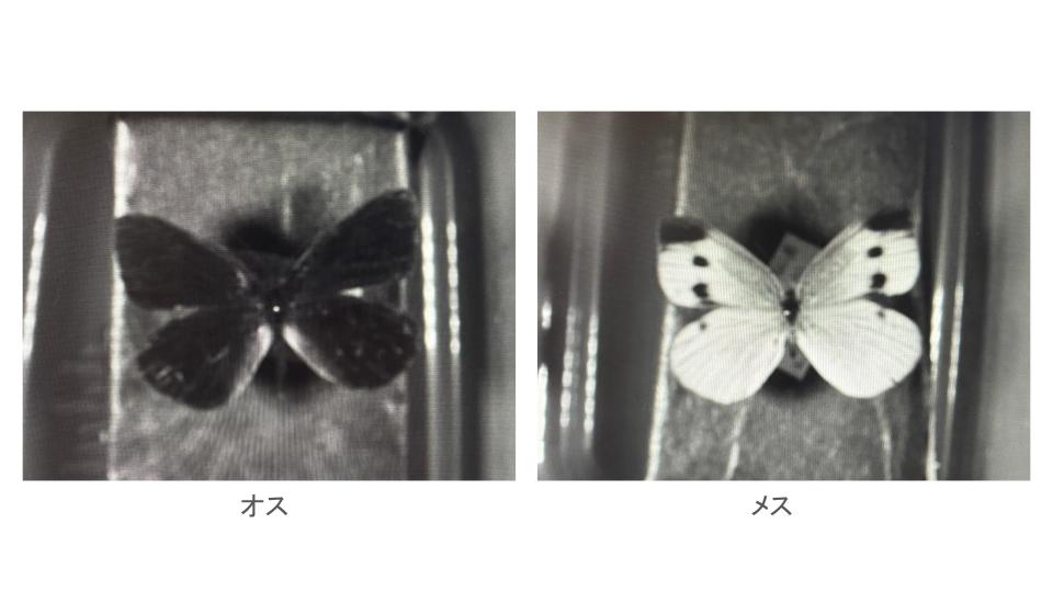 紫外線カメラで見たモンシロチョウ