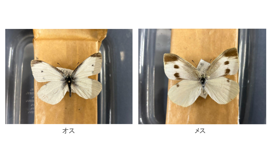 モンシロチョウのメスとオス