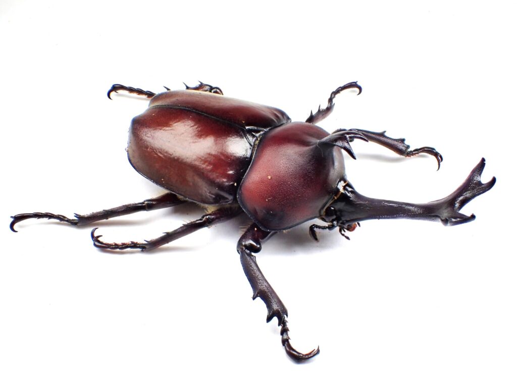 カブトムシ