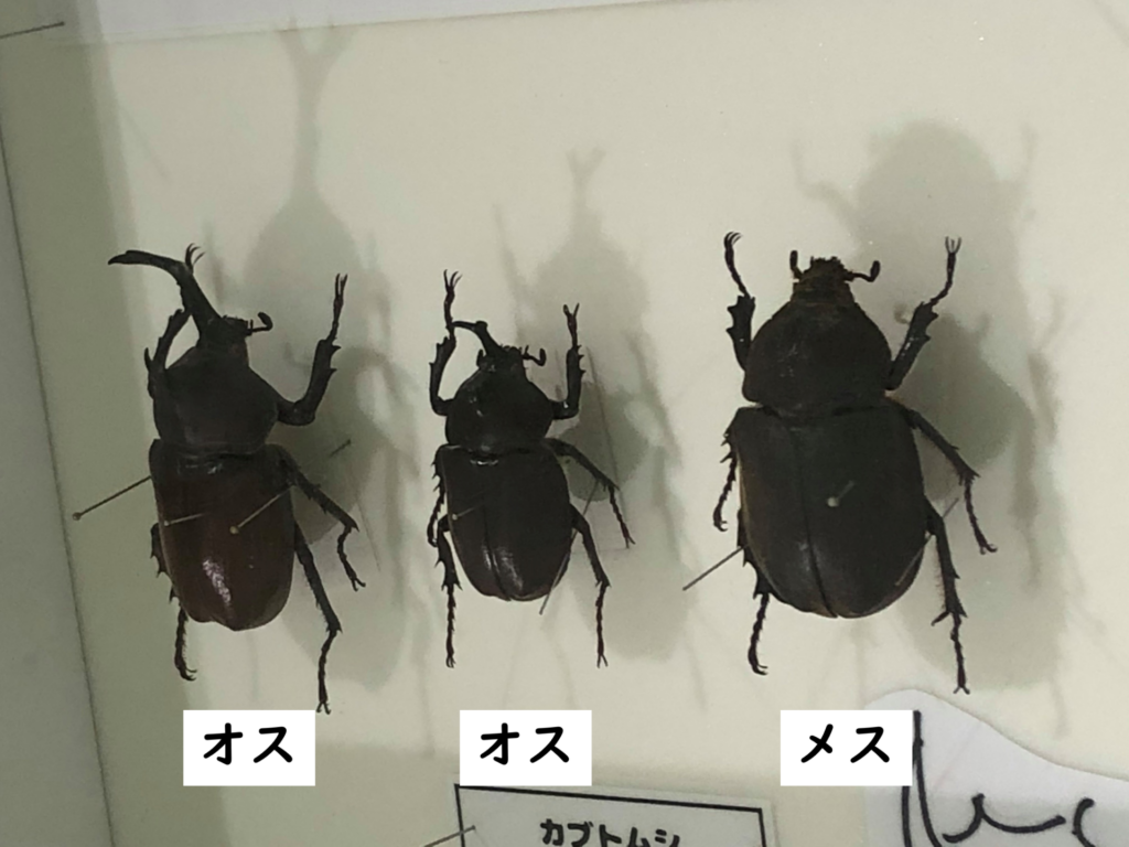 カブトムシの標本