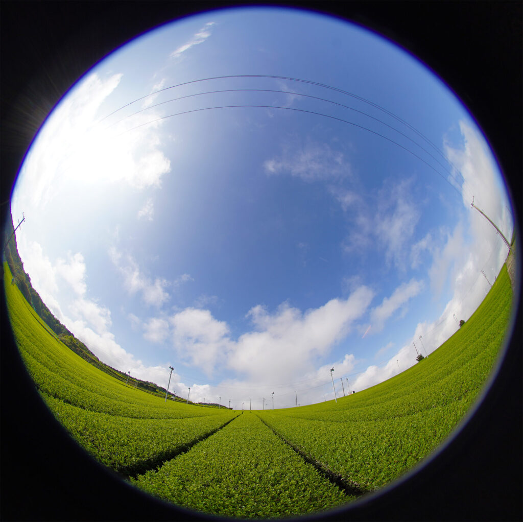 茶畑_3