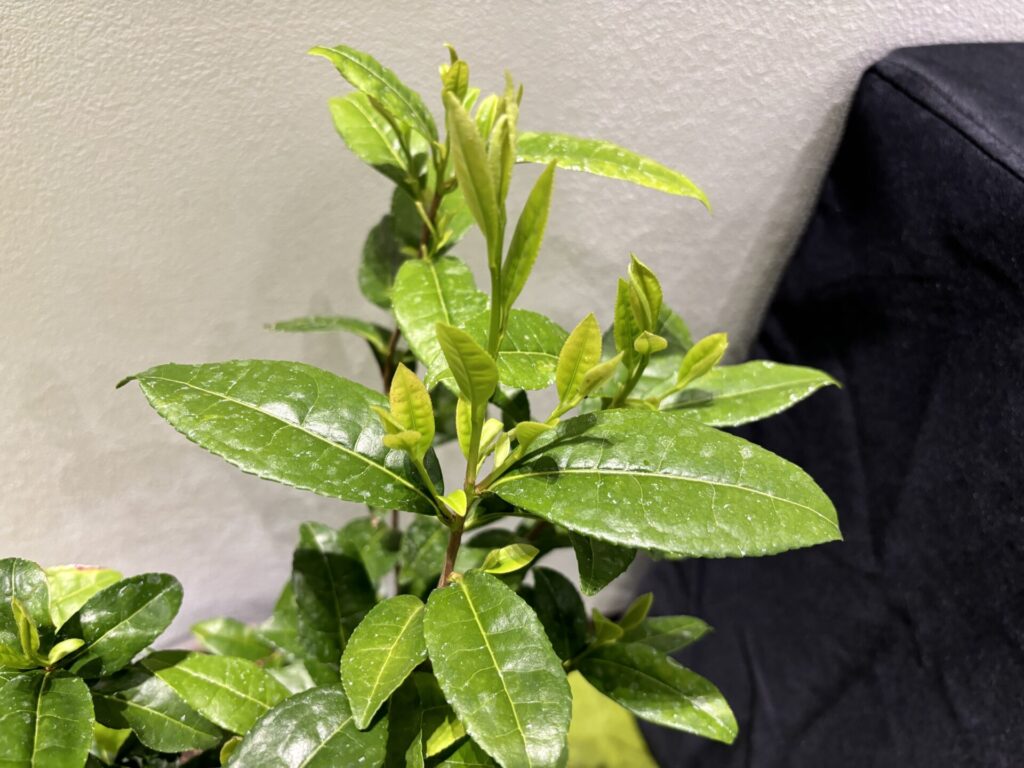 チャノキの葉