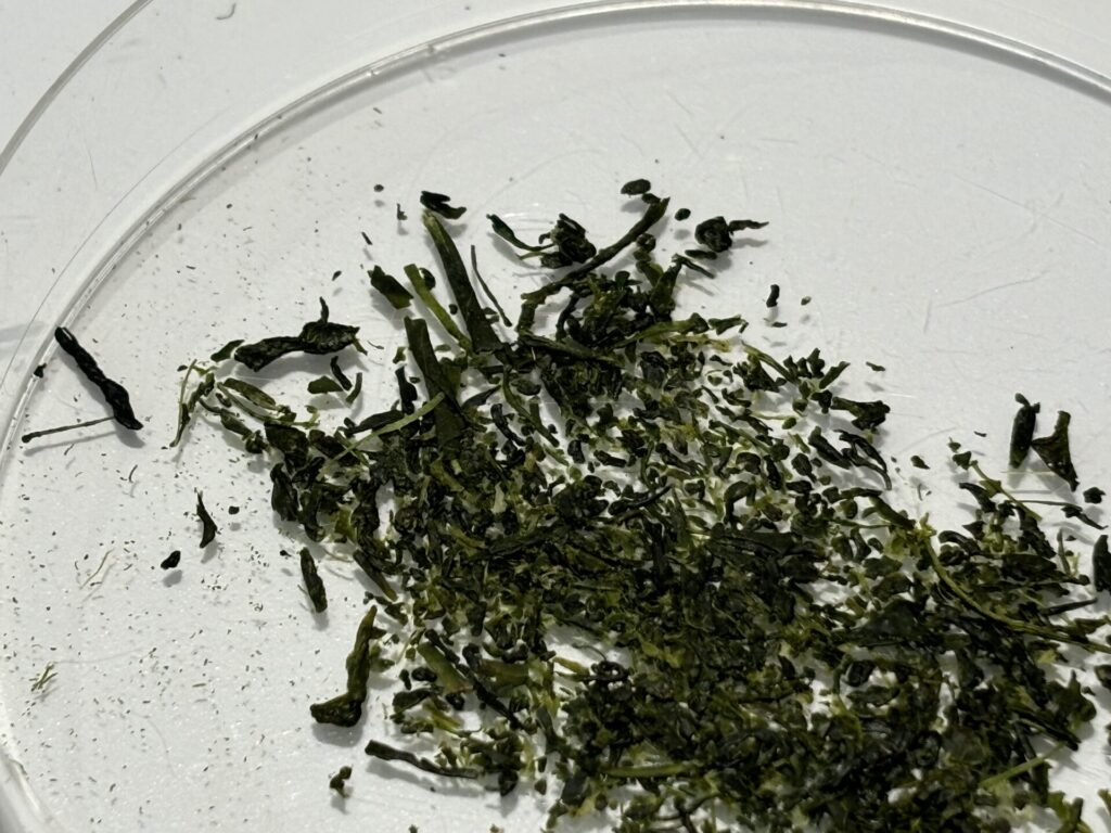 機械で揉んだお茶