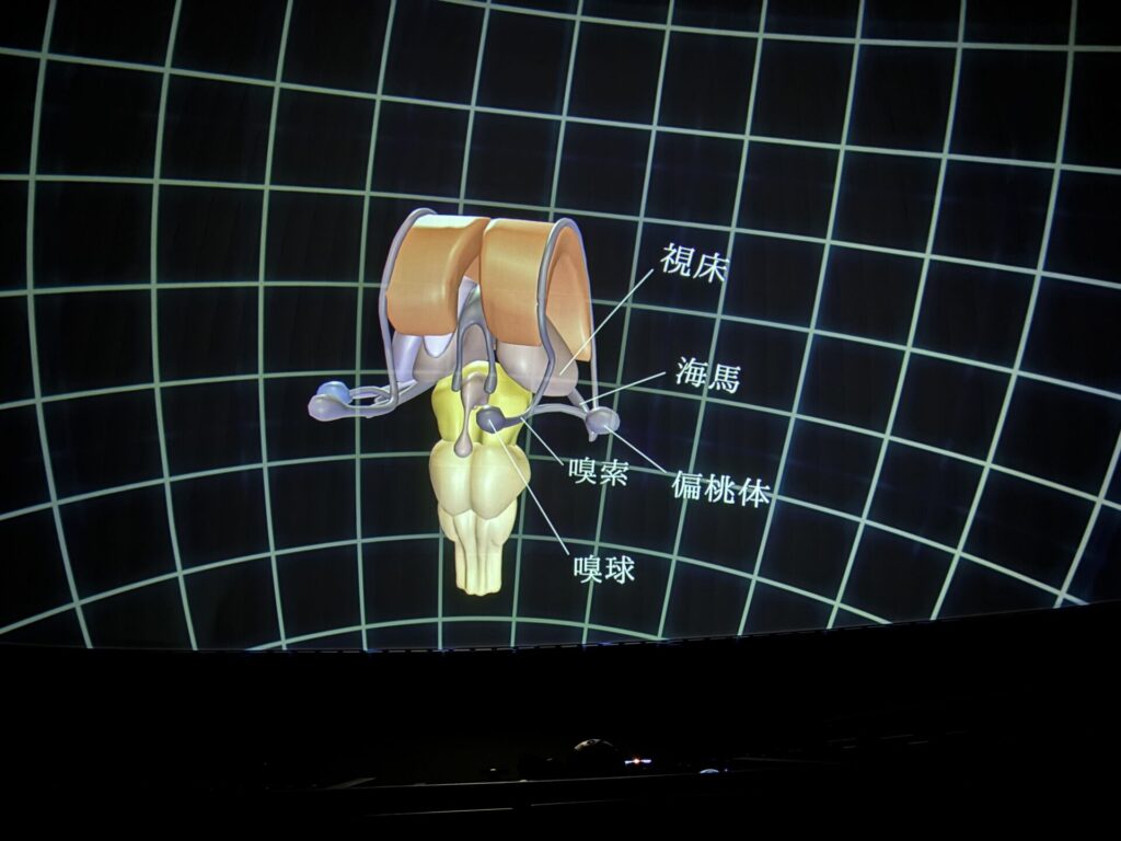 匂いを感じる脳の構造