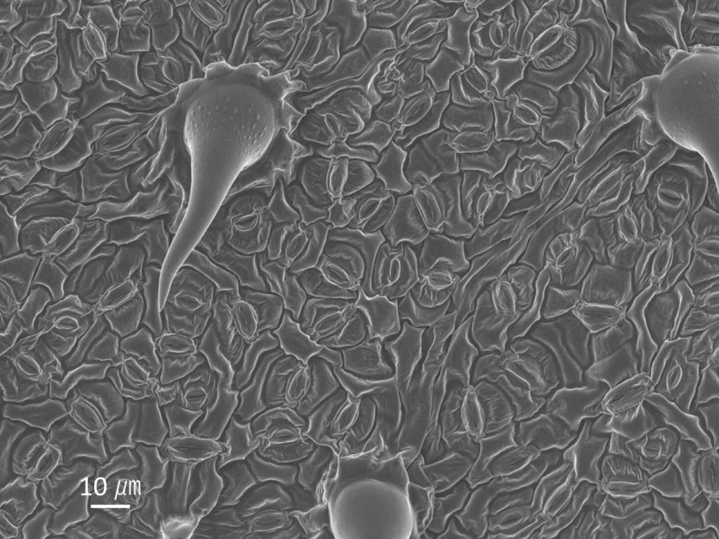 エノキの葉の裏
