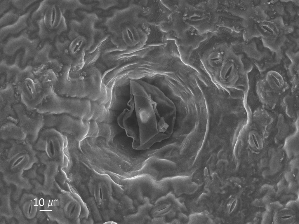 叩いた大葉の葉の裏