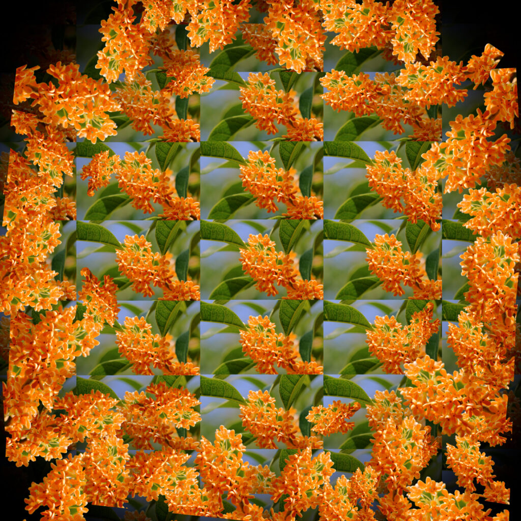 満天_キンモクセイ