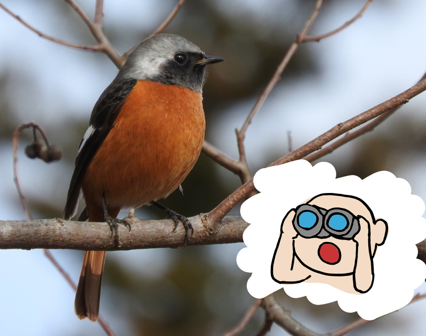 親子でバードウォッチング