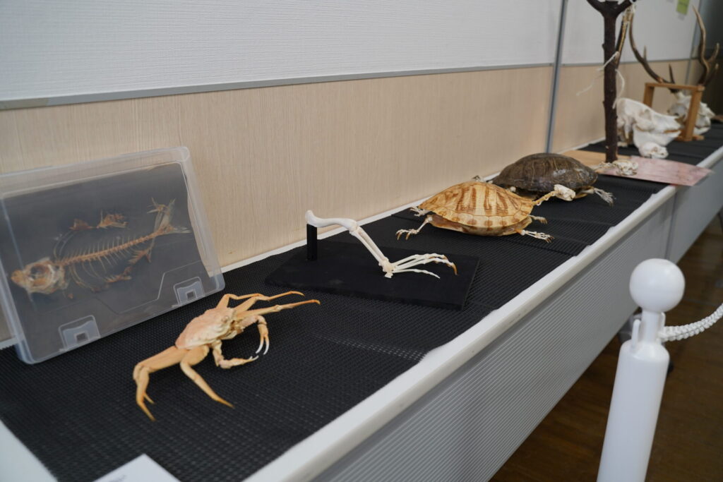 科学の学園祭2025_ポスター展示1