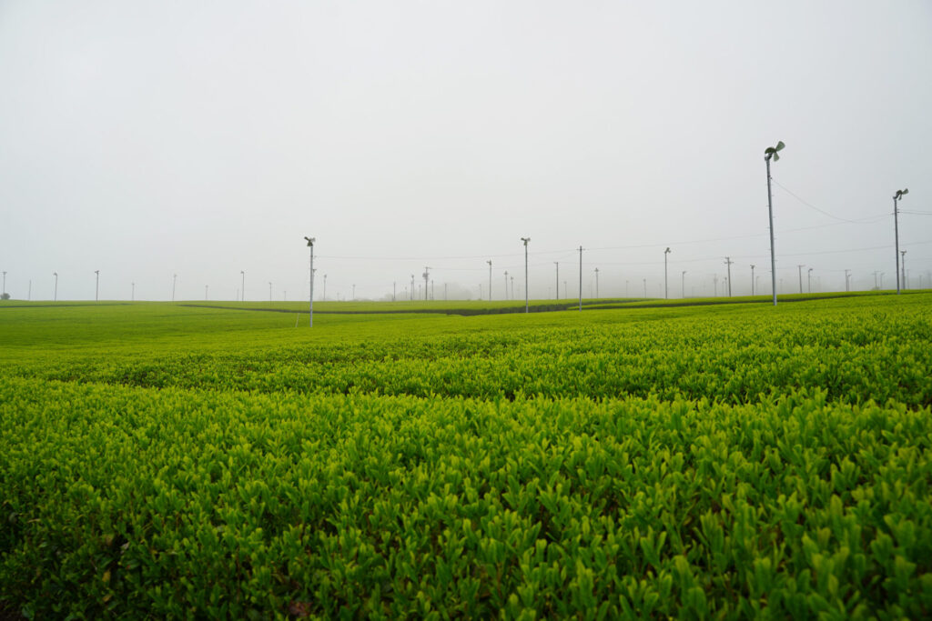 天浜線_茶畑
