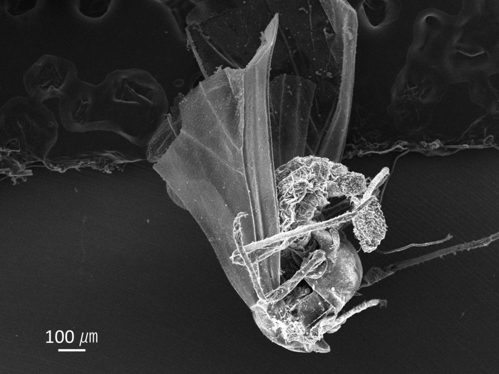 電子顕微鏡で見た虫こぶの一部