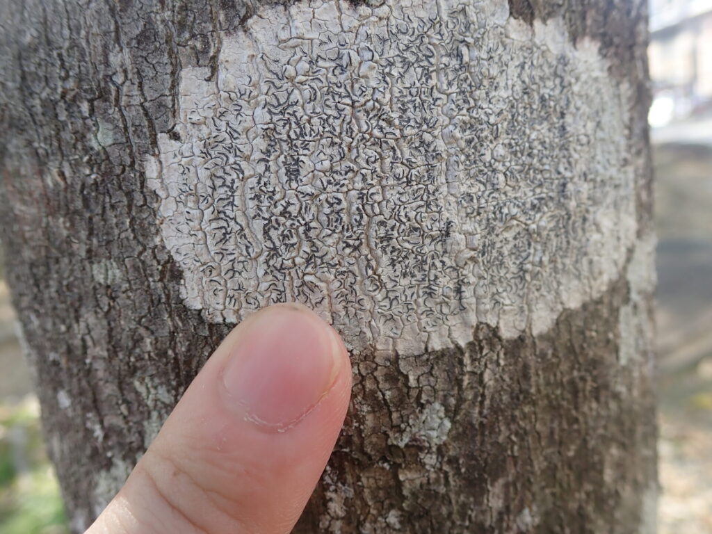 モジゴケの一種