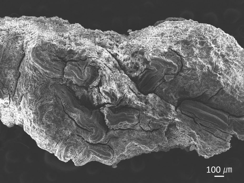 電子顕微鏡で見たモジゴケの一部