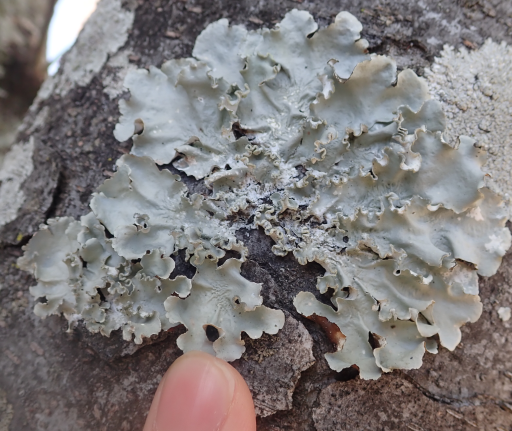 ナミガタウメノキゴケ