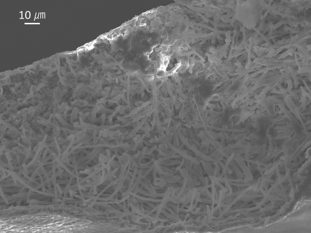 ナミガタウメノキゴケの断面