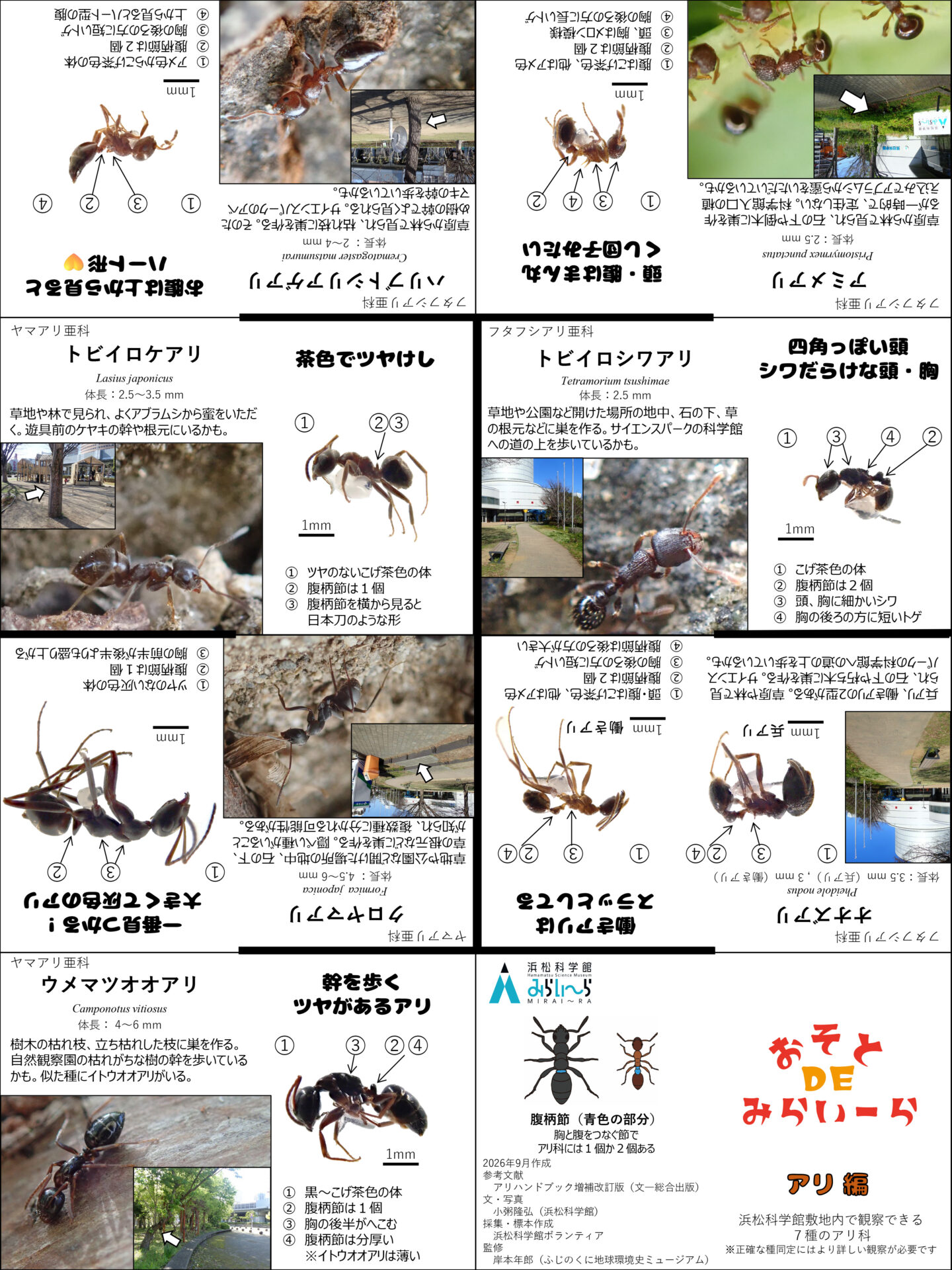 おそとDEみらいーら_アリ編